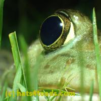 /home//u458753944/public_html/sourcegallery//Frogs/More bullfrogs/P6020054.JPG